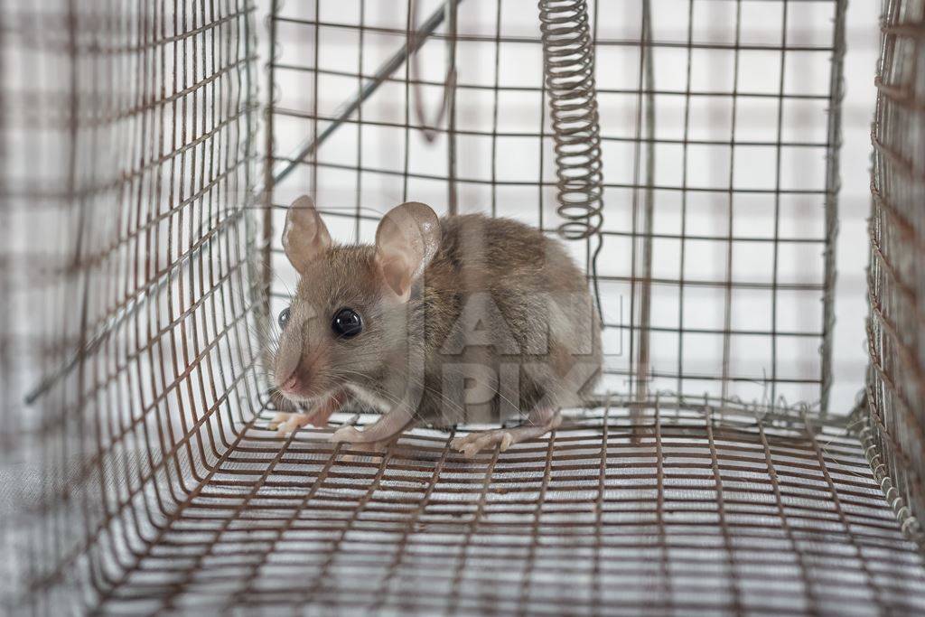 Mouse caught in a humane no-kill mouse trap waiting to be released