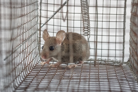 Mouse caught in a humane no-kill mouse trap waiting to be released