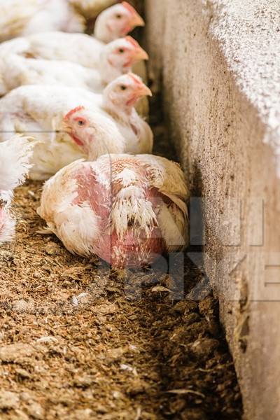 White broiler chickens raised for meat on a large poultry broiler farm in Maharashtra in India