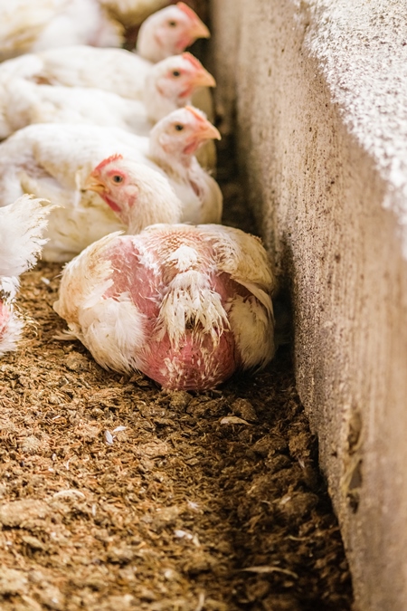 White broiler chickens raised for meat on a large poultry broiler farm in Maharashtra in India