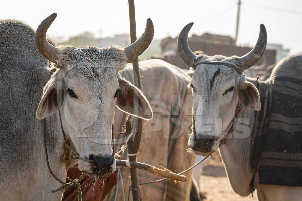 Grey Indian cows or bullocks tied up with nose ropes and wearing blankets at Nagaur Cattle Fair, Nagaur, Rajasthan, India, 2022
