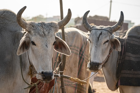Grey Indian cows or bullocks tied up with nose ropes and wearing blankets at Nagaur Cattle Fair, Nagaur, Rajasthan, India, 2022