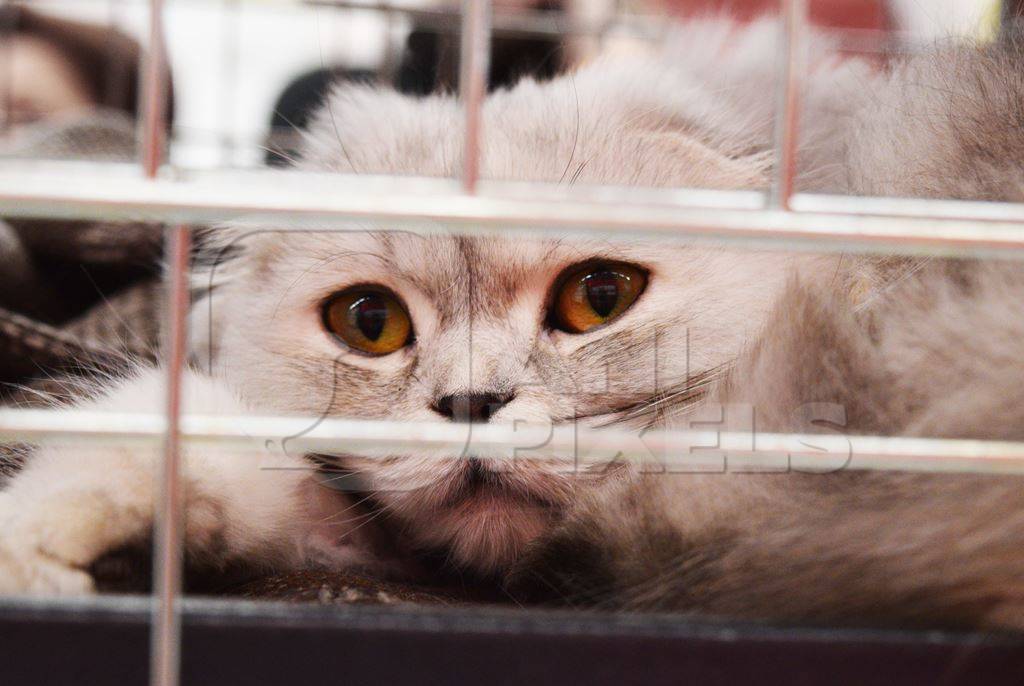 Grey fluffy cat in cage waiting for adoption