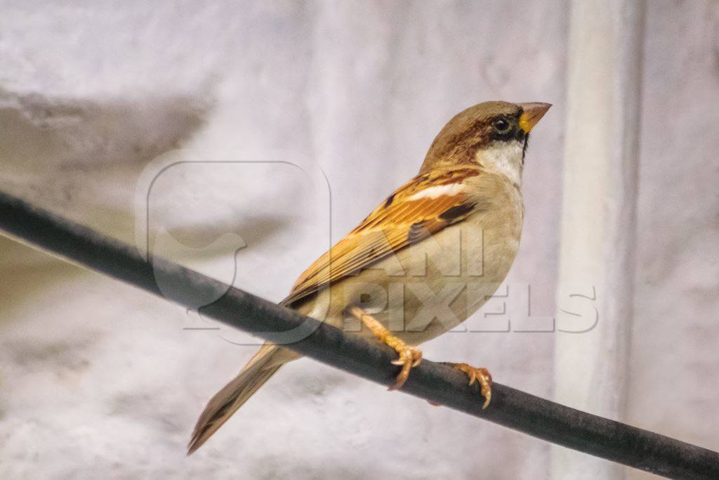 Small sparrow bird sitting on wire with white background