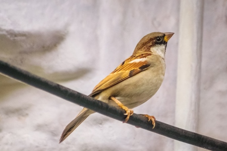 Small sparrow bird sitting on wire with white background