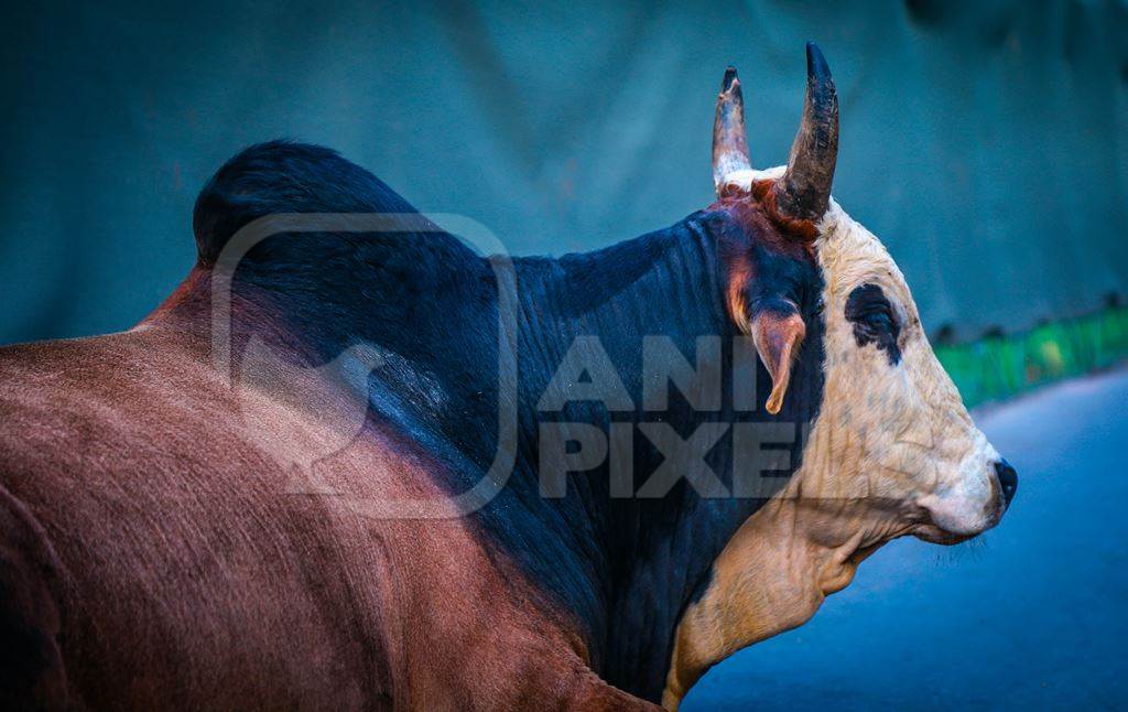 Large bullock or bull with hump with blue background