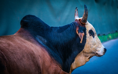 Large bullock or bull with hump with blue background