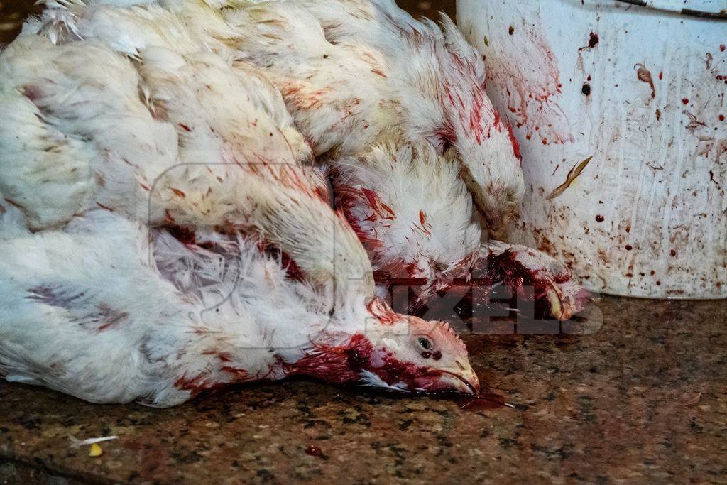 Dead chickens with their throats cut at the chicken meat market inside New Market, Kolkata, India, 2022