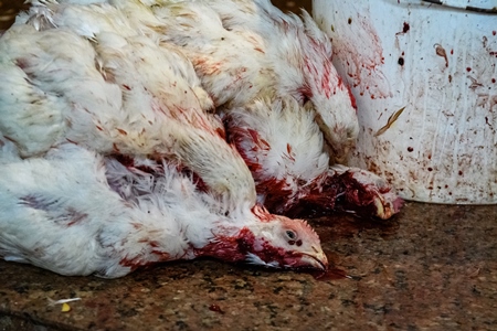 Dead chickens with their throats cut at the chicken meat market inside New Market, Kolkata, India, 2022