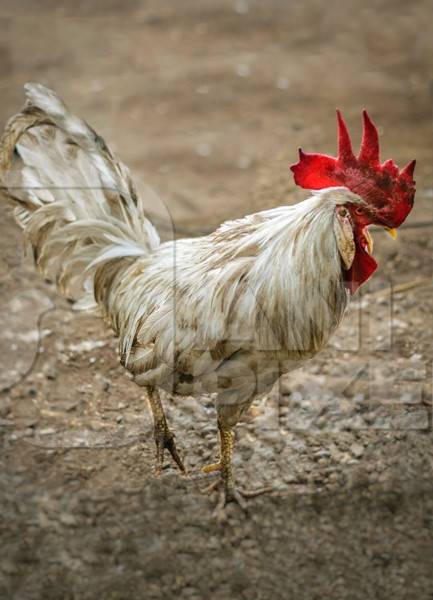 Free range cockerel or rooster in the street in Mumbai