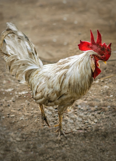 Free range cockerel or rooster in the street in Mumbai