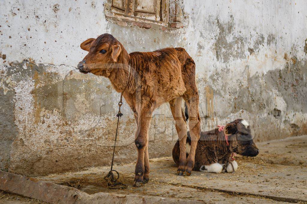 Small Indian dairy cow calves tied up outside an urban tabela, Ghazipur Dairy Farm, Delhi, India, 2022