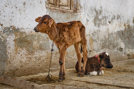 Small Indian dairy cow calves tied up outside an urban tabela, Ghazipur Dairy Farm, Delhi, India, 2022