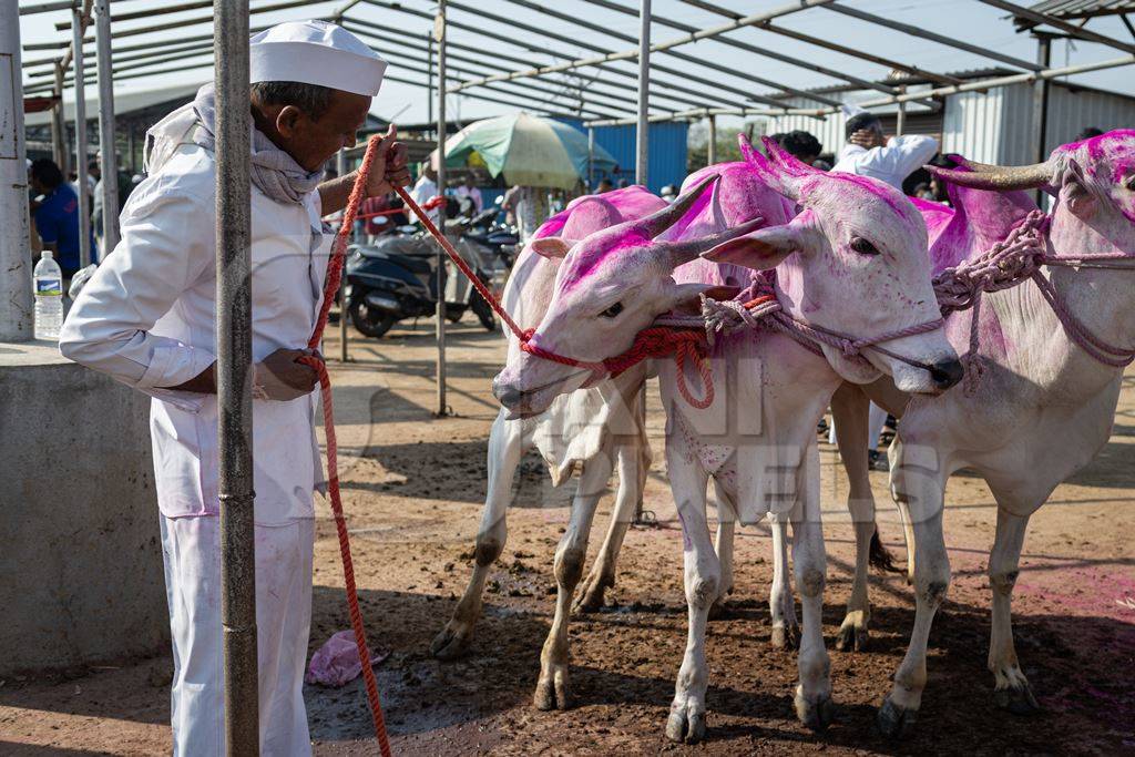 A farmer holds the rope of a line of Indian bullocks at Chakan Cow and Buffalo Market, Maharashtra, India, 2024