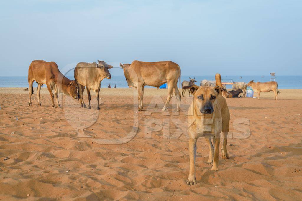 Street cows and street dogs on beach in Goa in India