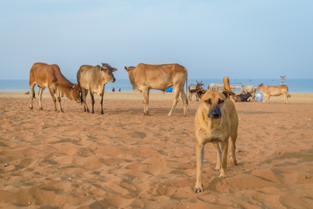 Street cows and street dogs on beach in Goa in India