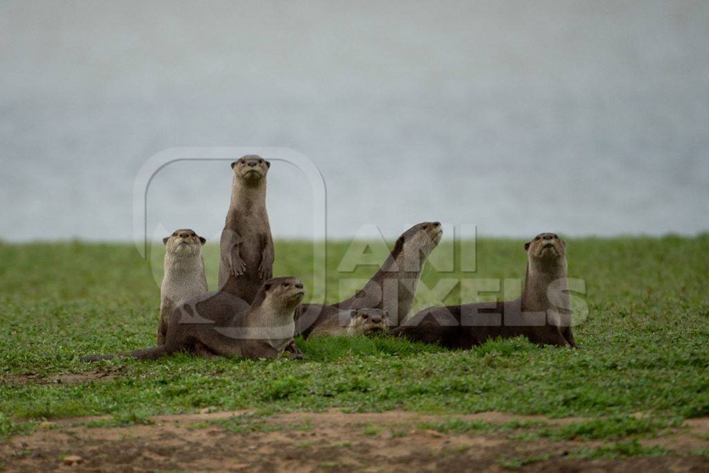 A family of smooth coated otters by a river