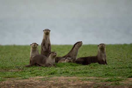 A family of smooth coated otters by a river