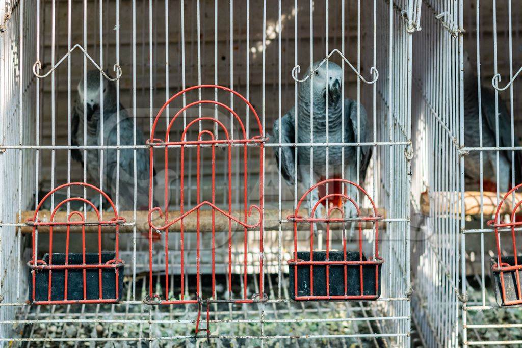 African grey parrots in cages sold as pets at Crawford pet market in Mumbai
