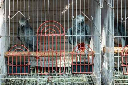 African grey parrots in cages sold as pets at Crawford pet market in Mumbai