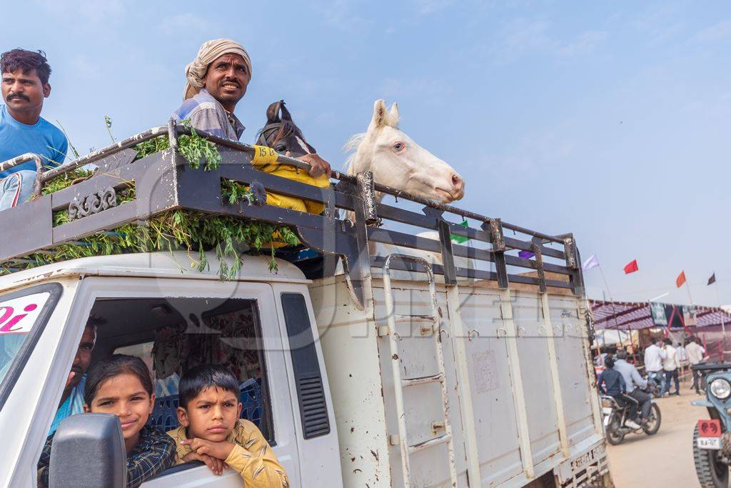 Truck transporting Indian horses at a horse fair inside Pushkar camel fair in Pushkar, Rajasthan in India