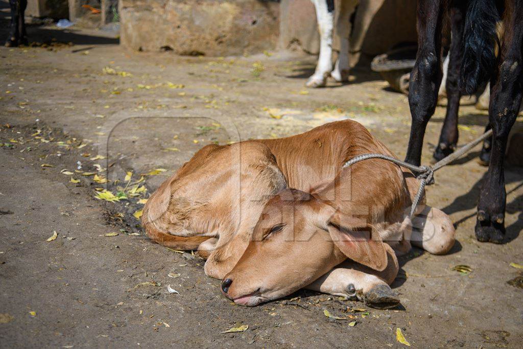 Indian dairy cows and calves on an uregulated dairy farm in the street, Jaipur, India, 2022