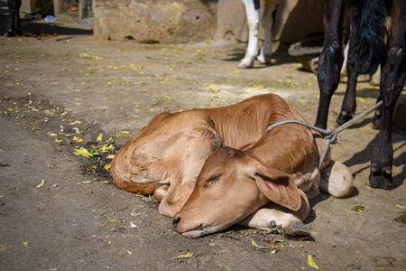 Indian dairy cows and calves on an uregulated dairy farm in the street, Jaipur, India, 2022