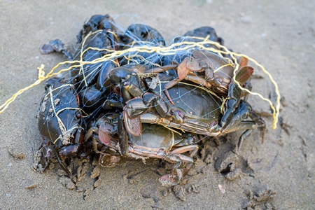 Indian mud crabs trapped in fishing net at Malvan fish market on beach in Malvan, Maharashtra, India, 2022