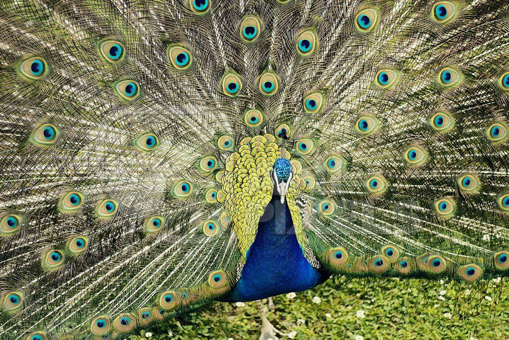 Beautiful blue peacock bird fanning his tail