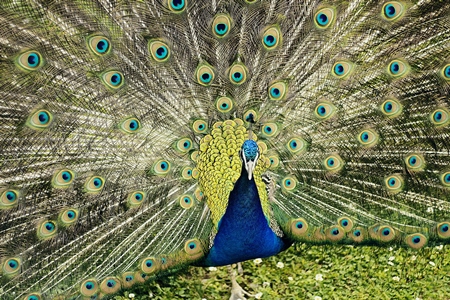 Beautiful blue peacock bird fanning his tail