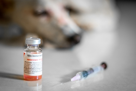 Vial containing rabies vaccine and syringe in front of sleeping dog in background