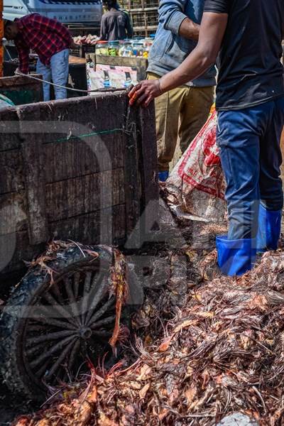 Workers standing in piles of Indian chicken waste at Ghazipur murga mandi, Ghazipur, Delhi, India, 2022