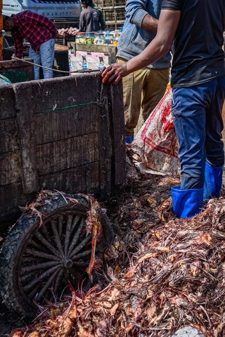 Workers standing in piles of Indian chicken waste at Ghazipur murga mandi, Ghazipur, Delhi, India, 2022