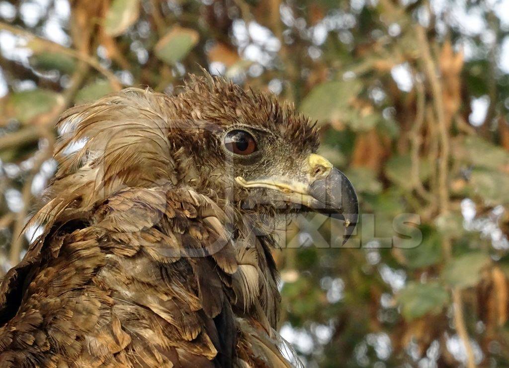 Close up of head of black kite