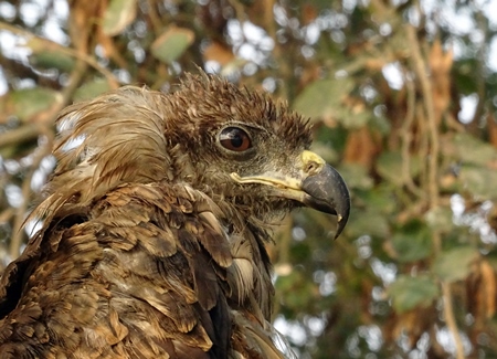 Close up of head of black kite