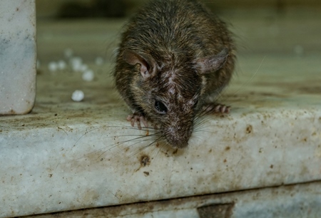 Rats regarded as holy at Karni Mata rat temple