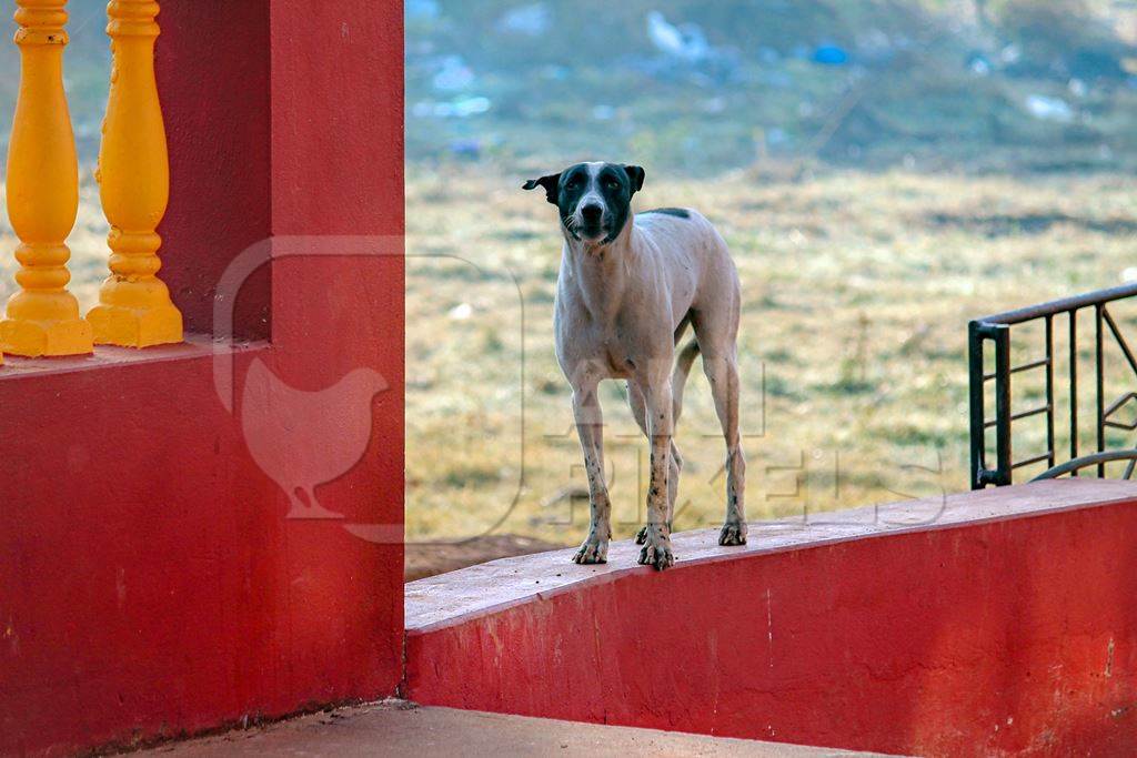 Street dog standing on red wall of house