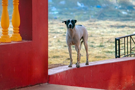 Street dog standing on red wall of house