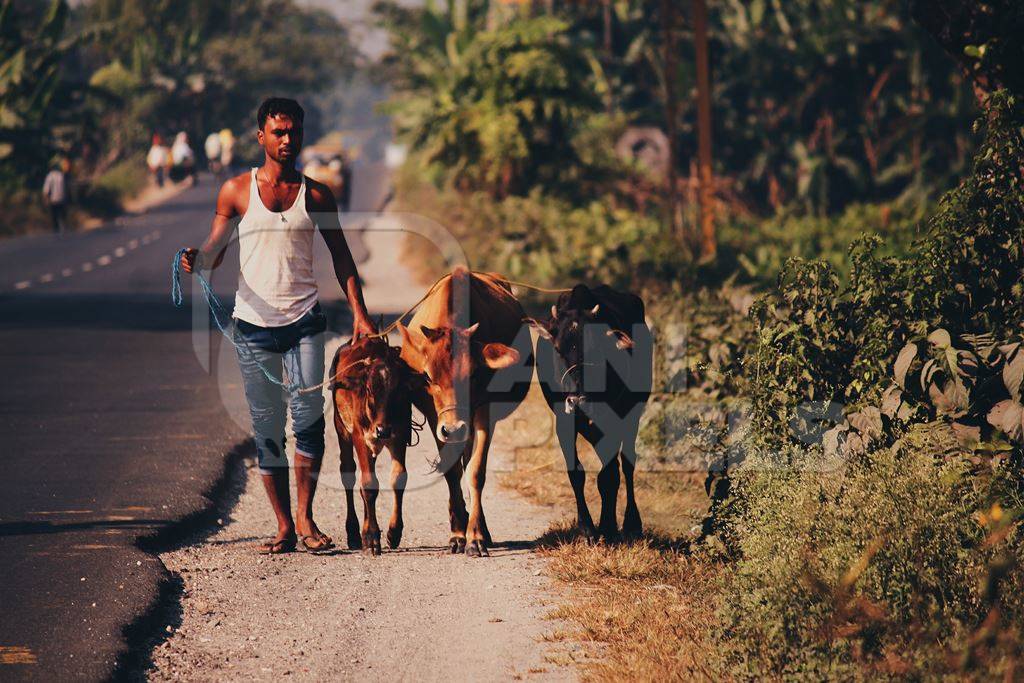 Man leading cows and calf on side of road