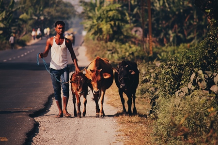 Man leading cows and calf on side of road