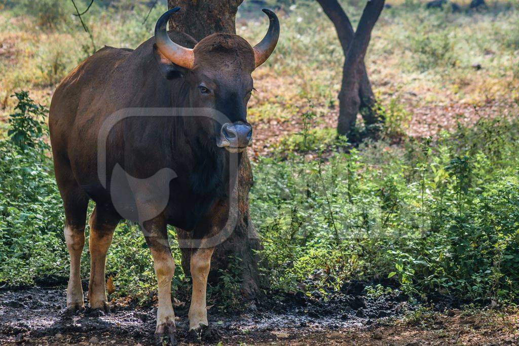 Gaur or Indian bison in captivity at Rajiv Gandhi Zoological Park
