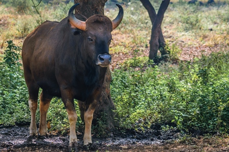 Gaur or Indian bison in captivity at Rajiv Gandhi Zoological Park