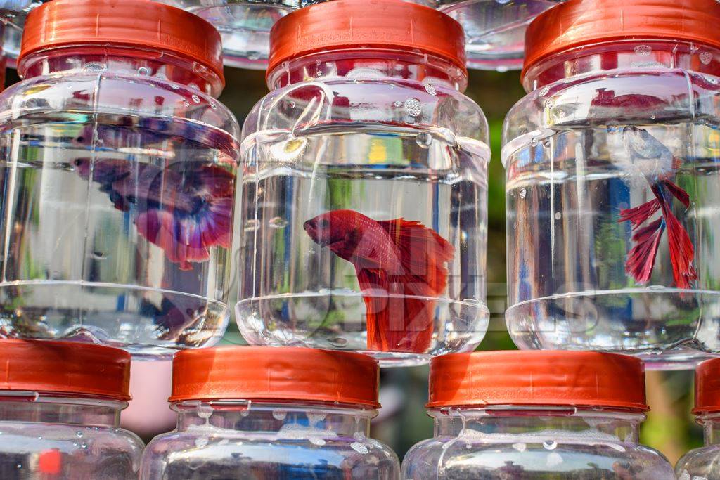 Rows of betta fish or siamese fighting fish in small containers on sale at Galiff Street pet market, Kolkata, India, 2022