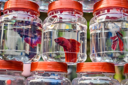 Rows of betta fish or siamese fighting fish in small containers on sale at Galiff Street pet market, Kolkata, India, 2022