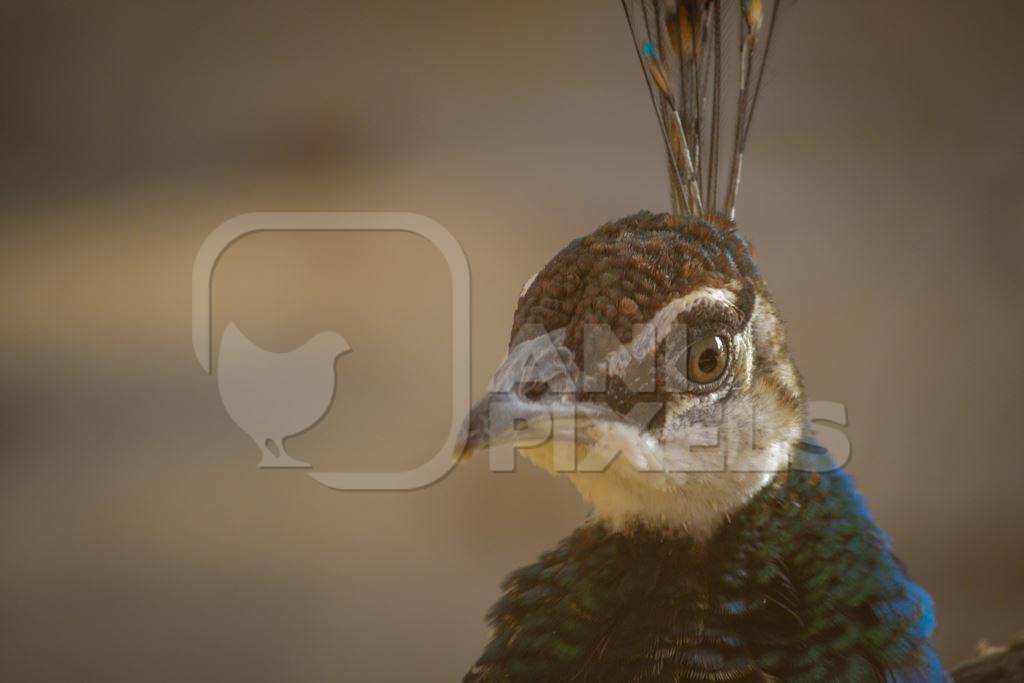 Close up of head of peacock