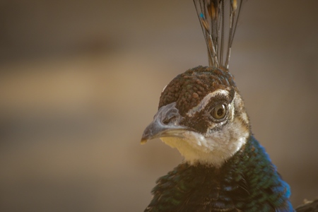 Close up of head of peacock