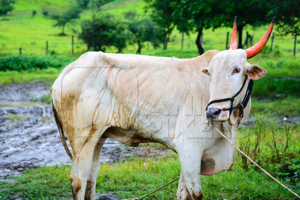 Working bullock tied up with nose ropes in green field