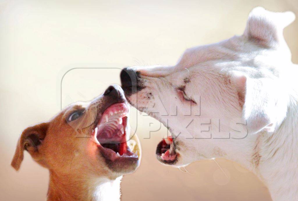 Two street dogs playing or fighting