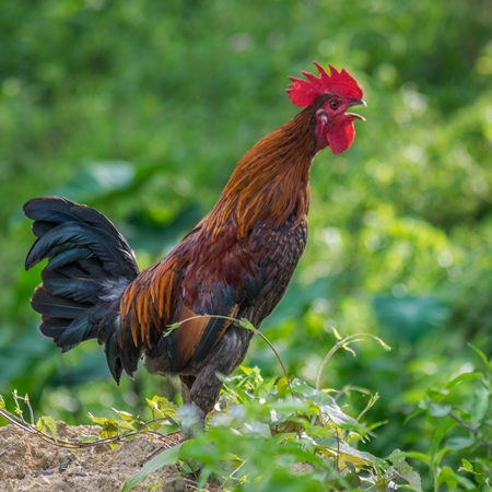 Cockerel crowing in a field with green background