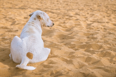 White stray street dog lying on a sandy orange beach